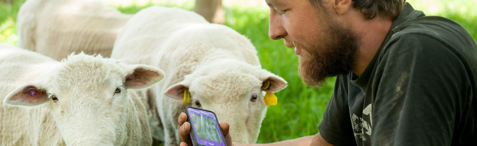 man with sheep looking at screen of cell phone