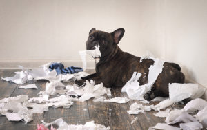 Funny dog made a mess in the room. Playful puppy French bulldog