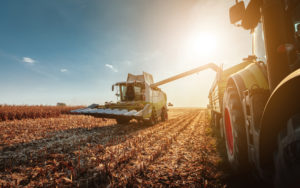 A tractor is in a corn field. Corn is being harvest in the sunset.