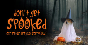 SOuthPoint Credit Cards Halloween Dog