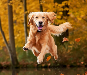 Jump into savings at SouthPoint this fall
