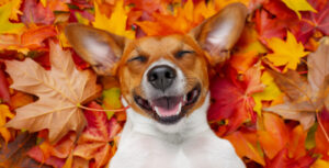 Fall Checking