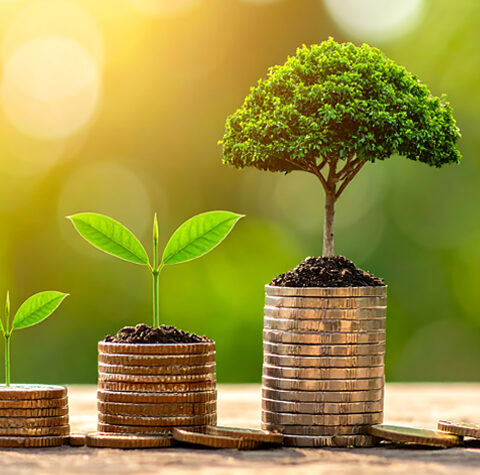 Arbor Day Tree Growing